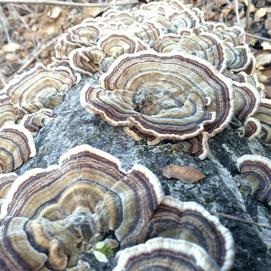 Turkey Tail (500mg) | The Inner Guardian