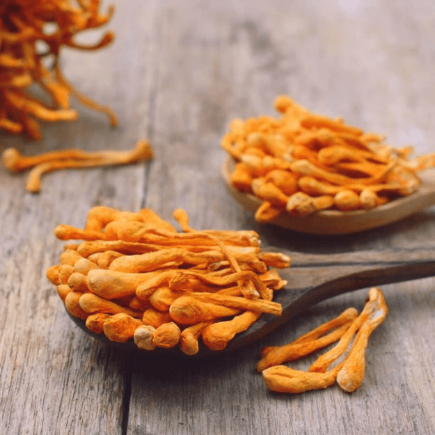 Cordyceps (500mg) | The Vitality Spark