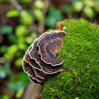 Turkey Tail (500mg) | The Inner Guardian