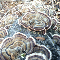 Turkey Tail (500mg) | The Inner Guardian