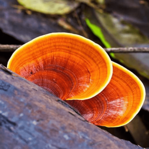 Reishi Mushroom Capsules - Longevity - Image 3