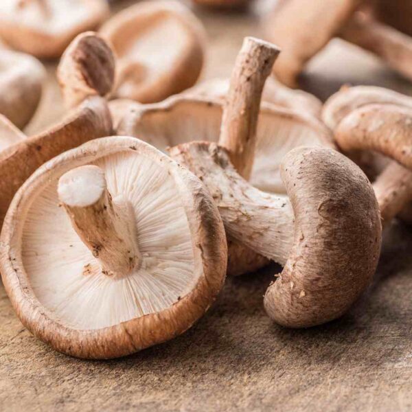 Shiitake Mushroom Capsules - Immunity - Image 3