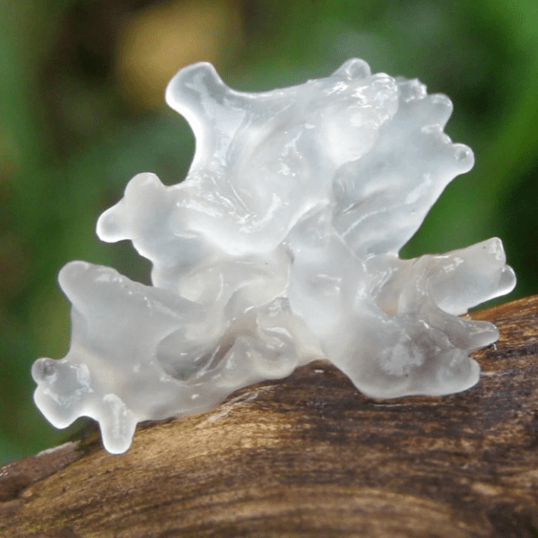 Tremella Mushroom Capsules - Collagen - Image 3