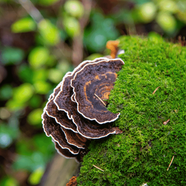 Turkeytail Mushroom Capsules - Defend - Image 3