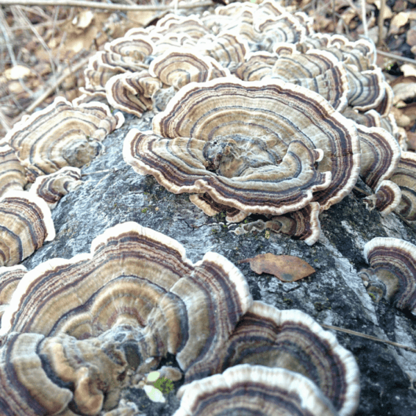 Turkeytail Mushroom Capsules - Defend - Image 4